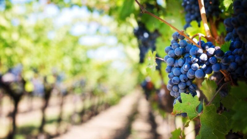 day-trip-to-moldova-visit-chisinau-and-cricova-winery