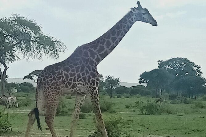 Day Trip to Mount Longonot National Park and Lake Naivasha - Exploring the Itinerary: What to Expect