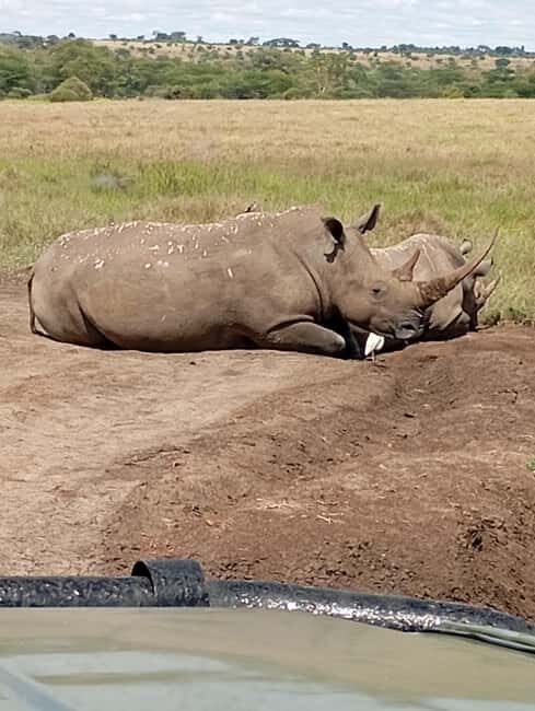 Day Trip to Nairobi National Park & Lake Naivasha Boat Ride - Who Is This Tour Perfect For?