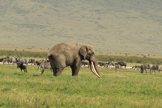 Day Trip to Ngorongoro Crater - The Experience: What You Can Expect