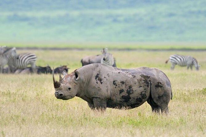 Day Trip to Ngorongoro Crater - Final Thoughts