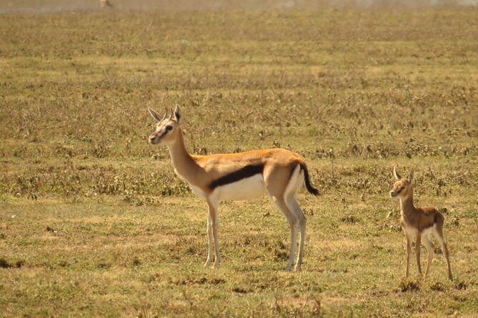 Day Trip to Ngorongoro Crater from Arusha - The Experience in Detail  
