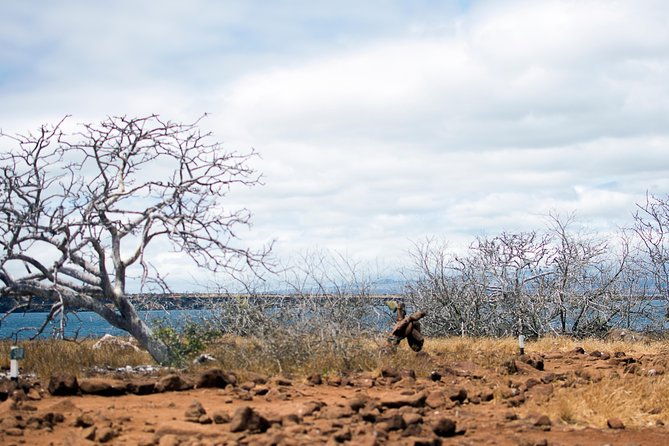 day-trip-to-north-seymour-island-from-puerto-ayora