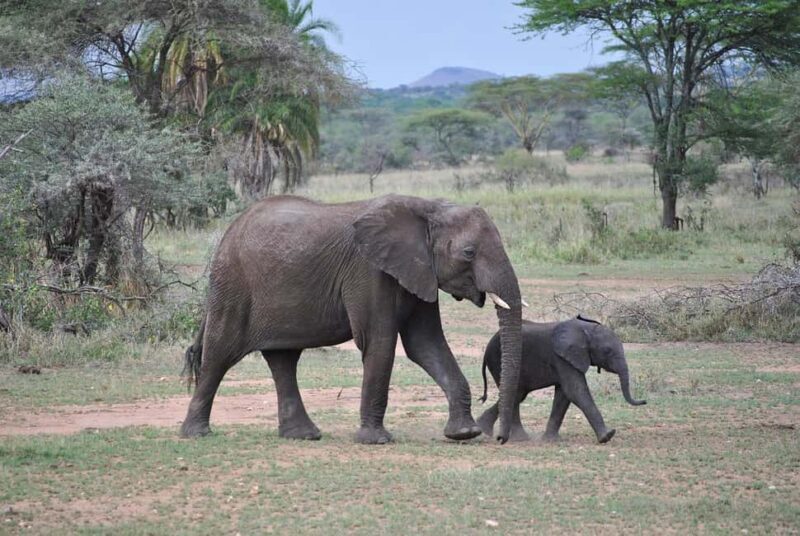Day trip to Nyerere National Park from Dar-es-Salaam by car - Key Points