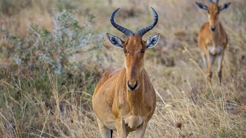 Day trip to Nyerere National Park from Dar-es-Salaam by car - A Closer Look at the Nyerere National Park Day Trip