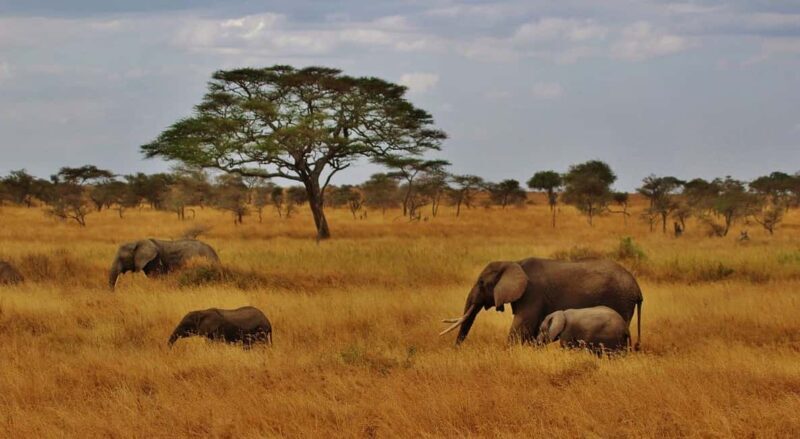 Day trip to Nyerere National Park from Dar-es-Salaam by car - Frequently Asked Questions