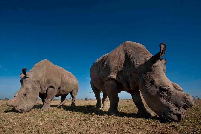 Day trip to Ol Pejeta conservancy from Nairobi - A Closer Look at the Itinerary and What It Means for You