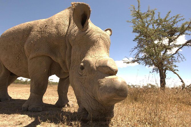 Day trip to Ol Pejeta conservancy from Nairobi - Who Should Consider This Tour?