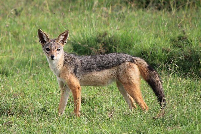 Day trip to Ol Pejeta conservancy from Nairobi - FAQ