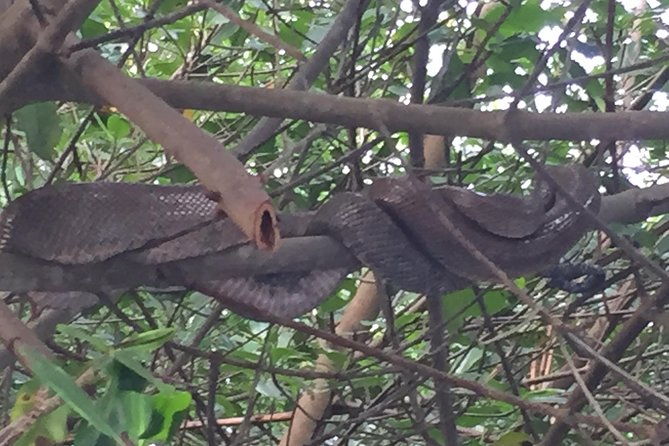 day-trip-to-pitch-lake-caroni-swamp-in-trinidad-from-tobago