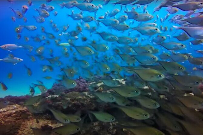 Day Trip to Ponta de Ouro Beach /Dolphin Swim+Snorkel+Whale Watch - Who Would Love This Tour?