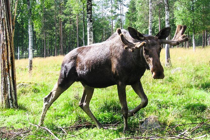 day-trip-to-ranua-arctic-wildlife-park-from-rovaniemi