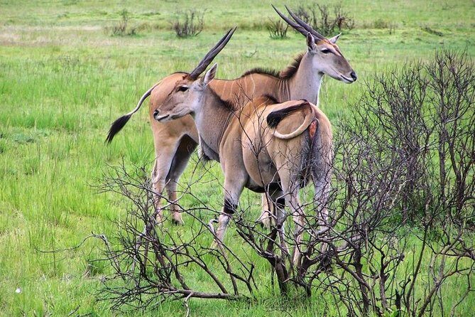 Day Trip to Selous National Park from Zanzibar or Dar es salaam - A Closer Look at the Itinerary: What to Expect