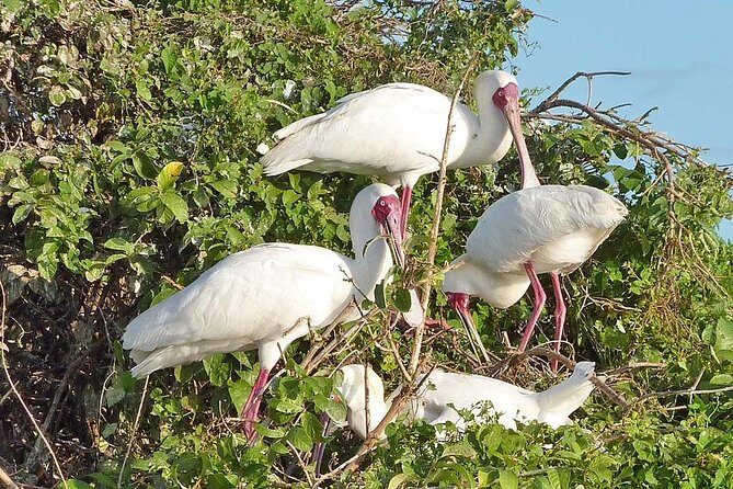 Day Trip to Selous National Park from Zanzibar or Dar es salaam - Why This Tour Offers Good Value