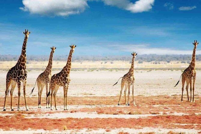 Day Trip to Selous National Park from Zanzibar or Dar es salaam - Authentic Experiences and Testimonials