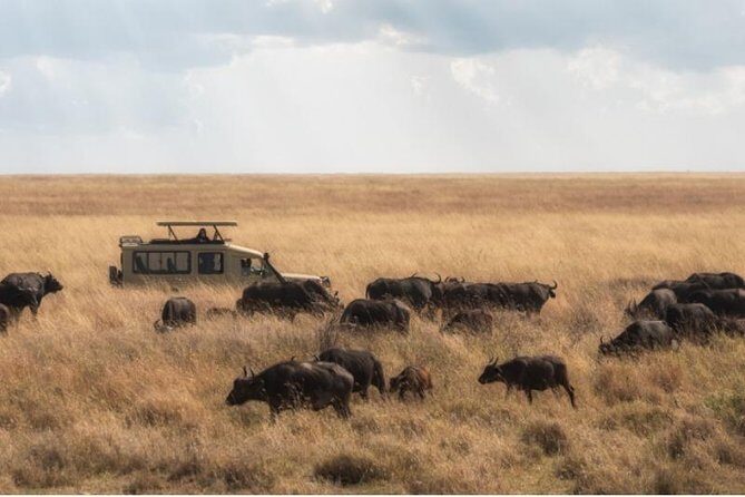 Day Trip to Selous National Park from Zanzibar or Dar es salaam - The Sum Up: Who Is This Tour Best For?
