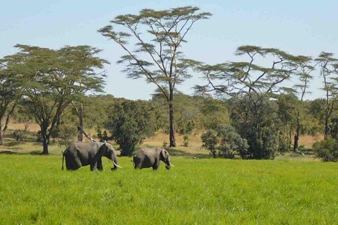 Day Trip to Selous National Park from Zanzibar or Dar es salaam - Frequently Asked Questions