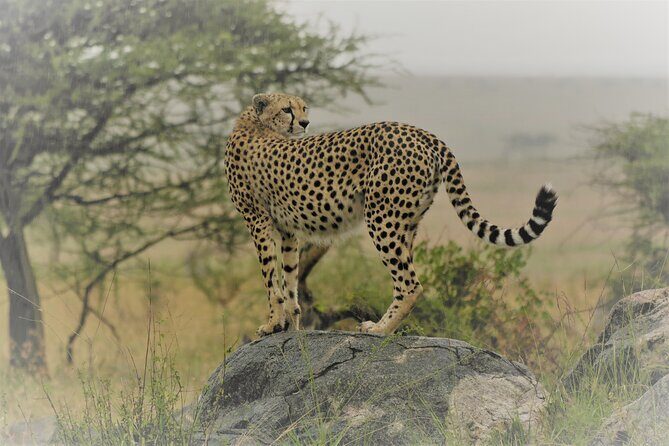 Day Trip to Selous (Nyerere) National Park Flying from Zanzibar - Who Will Love This Experience?
