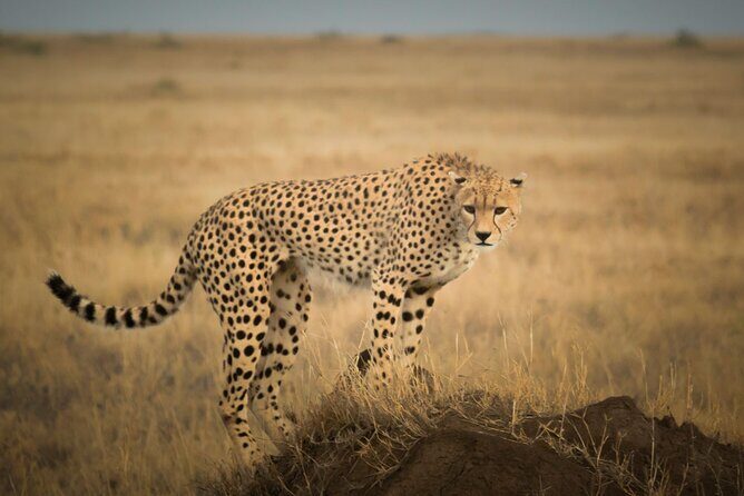 Day Trip to Selous (Nyerere) National Park Flying from Zanzibar - Why This Tour Is a Great Choice