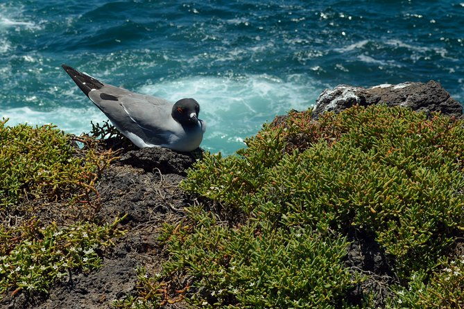 day-trip-to-south-plaza-island-from-puerto-ayora