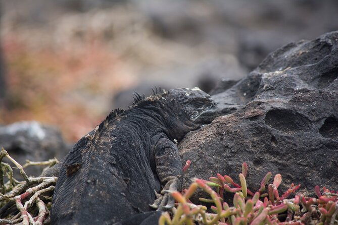 day-trip-to-south-plaza-island-from-puerto-ayora