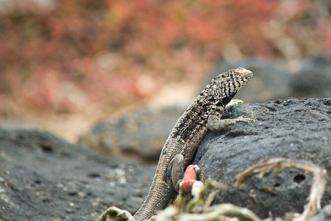 day-trip-to-south-plaza-island-from-puerto-ayora