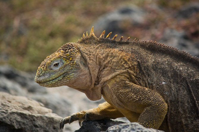 day-trip-to-south-plaza-island-from-puerto-ayora