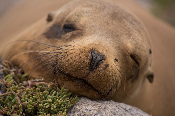 day-trip-to-south-plaza-island-from-puerto-ayora