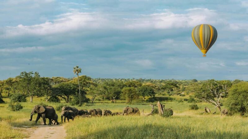 Day Trip to Tarangire National Park - Key Points