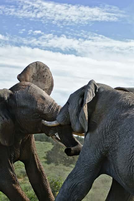 Day Trip to Tarangire National Park - The Practical Details