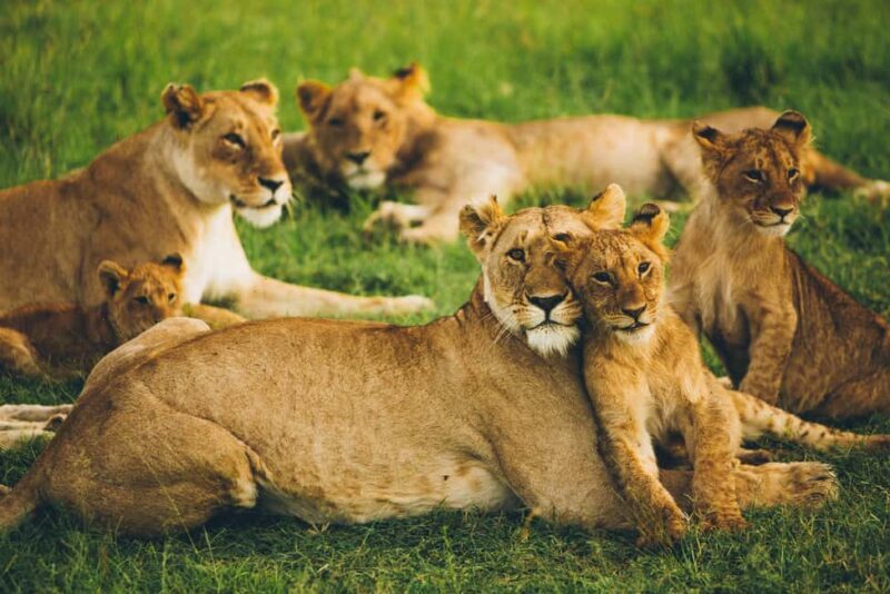 Day Trip to Tarangire National Park - Key Points