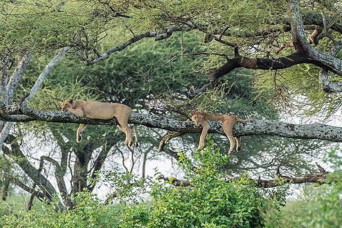 Day Trip To Tarangire National Park - Introduction