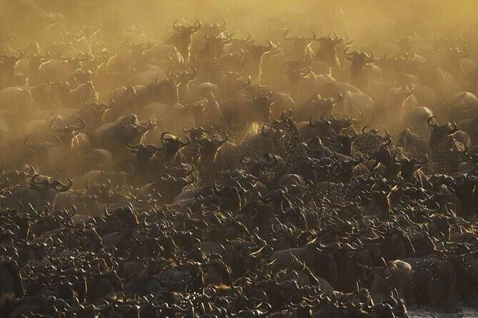 Day Trip To Tarangire National Park - Key Points