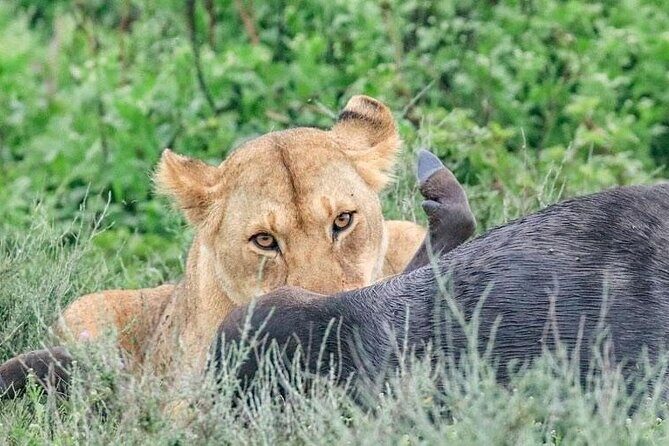 Day Trip To Tarangire National Park - Authentic Experiences & Unique Touches