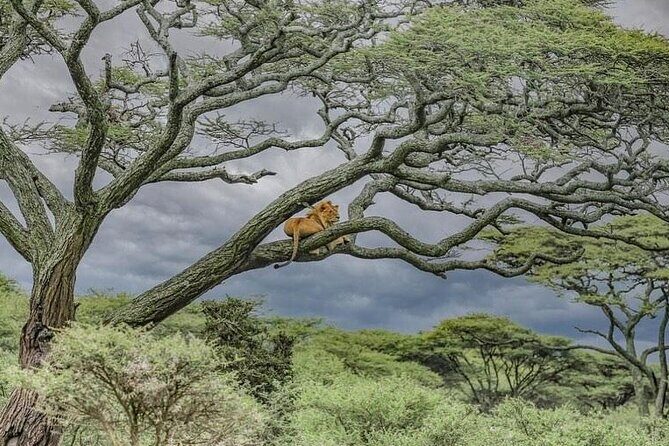 Day Trip To Tarangire National Park - Who Will Love This Tour?