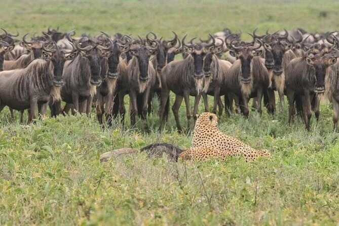 Day Trip To Tarangire National Park - The Sum Up