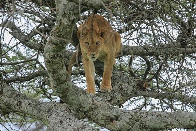Day Trip To Tarangire National Park - FAQ