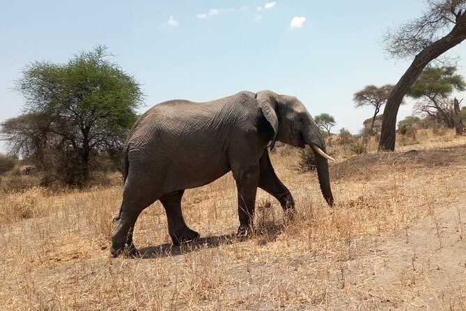 Day Trip to Tarangire National Park From Arusha / Kilimanjaro - Key Points