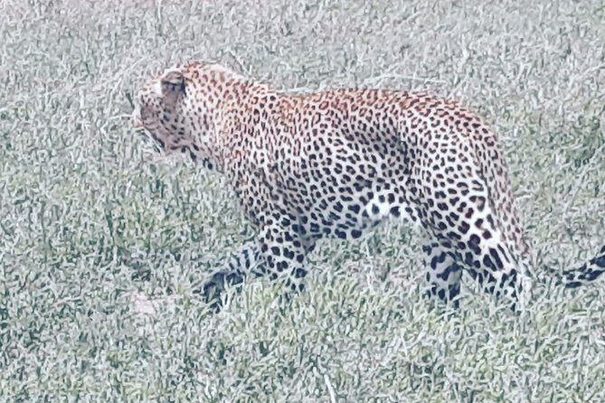 Day Trip to Tarangire National Park From Arusha / Kilimanjaro - Authentic Experiences and Reviews