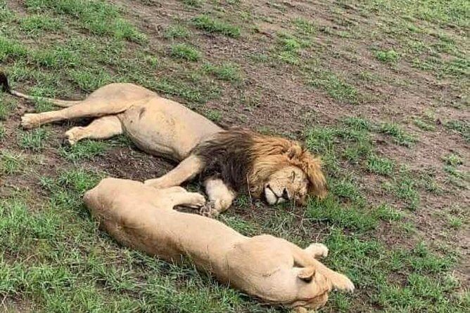 Day Trip to Tarangire National Park From Arusha / Kilimanjaro - The Sum Up: Who Will Love This Tour?