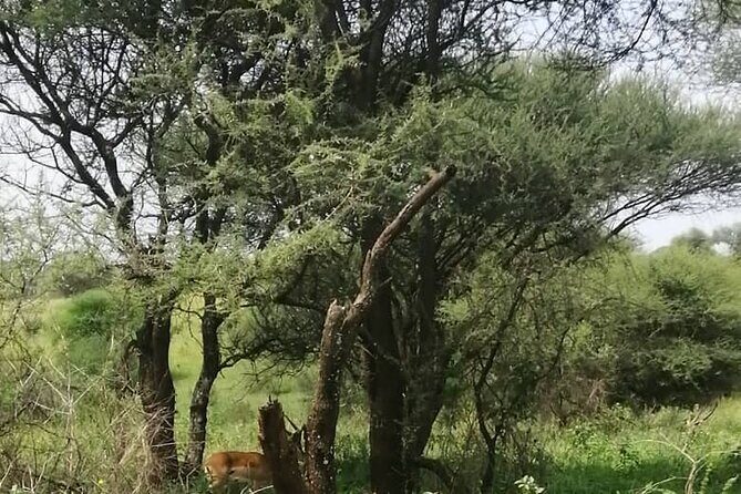 Day Trip to Tarangire National Park From Arusha / Kilimanjaro - FAQ