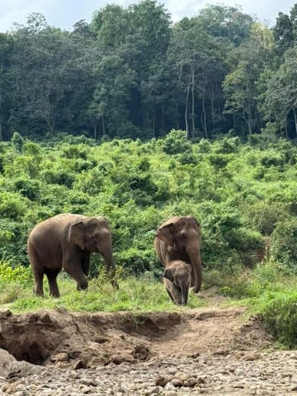 Day trip to Temple of Elephants. With guide small groups - Frequently Asked Questions