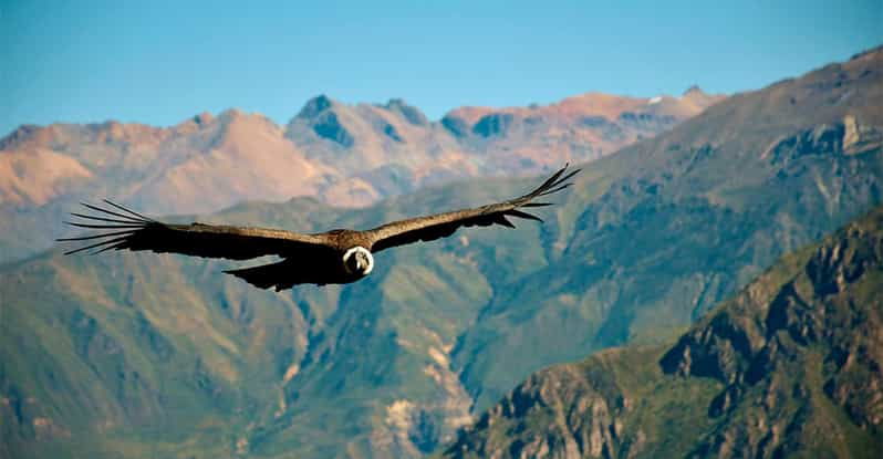 day-trip-to-the-colca-canyon-with-connection-to-puno-2