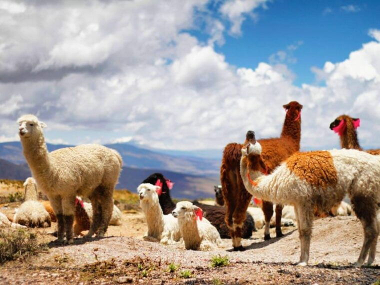 day-trip-to-the-colca-canyon-with-connection-to-puno-2