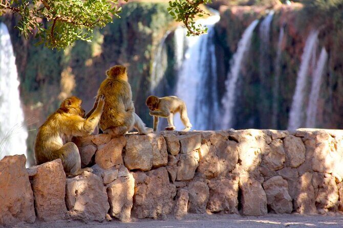 Day Trip to the Water Falls in Ouzoud - Who Should Book This Tour?