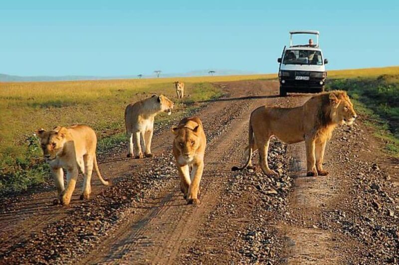 DAY TRIP TO TSAVO EAST PARK FROM MOMBASA/DIANI/MALINDI - A Closer Look at the Tour Experience  