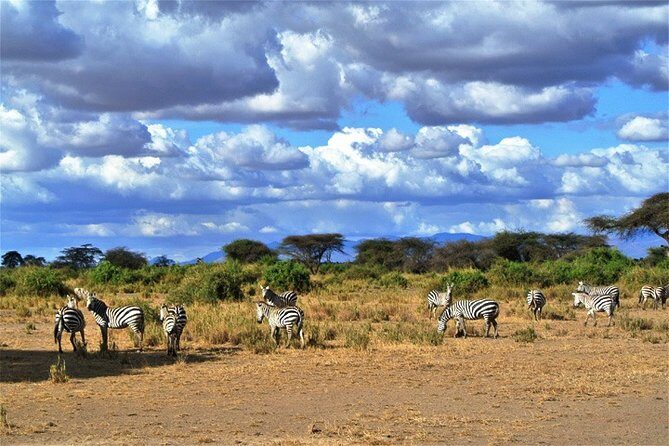 Day Trip - Tsavo East National Park ( Man Eater Lions of Tsavo & Other Big Five) - The Full Breakdown of the Tsavo East Day Trip