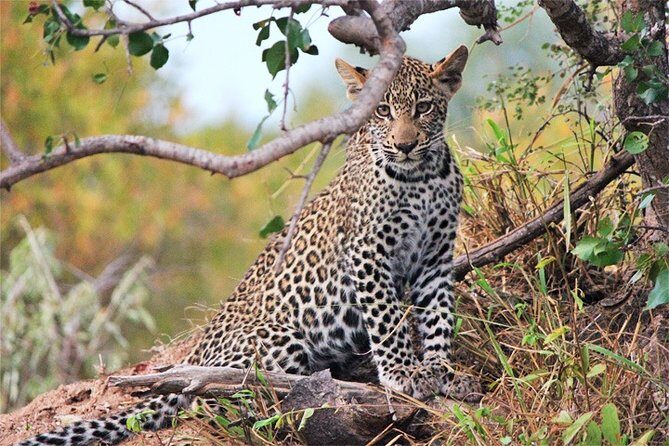 Day Trip - Tsavo East National Park ( Man Eater Lions of Tsavo & Other Big Five) - Cost and Value: Is It Worth It?