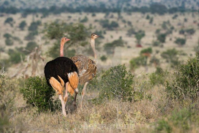 Day Trip - Tsavo East National Park ( Man Eater Lions of Tsavo & Other Big Five) - FAQ