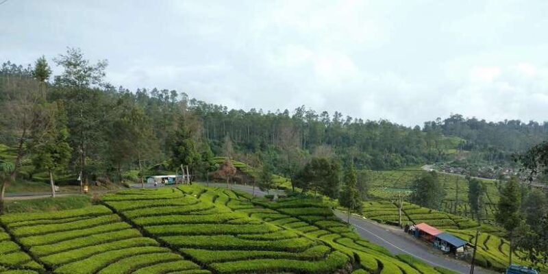 day-trip-white-crater-ciwidey-bandung-all-in-tour-guide